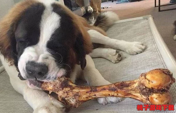 狗狗东西又硬又长的原因揭秘，网友热评：你绝对想不到的真相