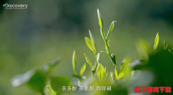 《穿越华夏奇境：天朝特制版口袋妖怪大冒险》探索千年文明与神奇生物的奇妙邂逅