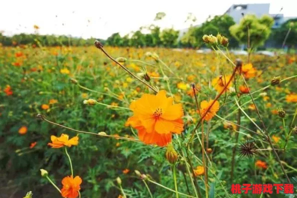 探索花语秘境，正版手游《花语卷》官方下载指南与安装链接尊享版