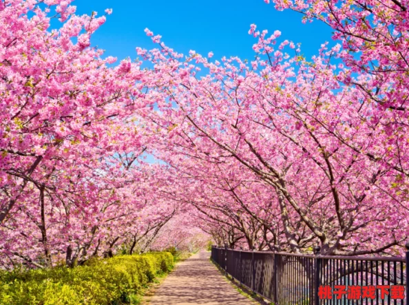 xxLxx日本：感受樱花季节的浪漫与美食之旅，畅游东京和京都的独特魅力