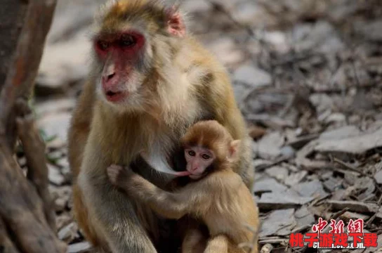 两人生猴子视频素材：趣味互动与动物亲密接触的精彩瞬间分享