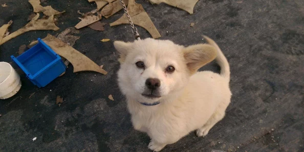 废土生存指南：从零开始培育忠诚宠物犬，全面解锁宠物狗获取与养护策略