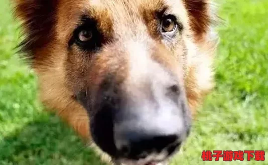 废土生存指南：从零开始培育忠诚宠物犬，全面解锁宠物狗获取与养护策略