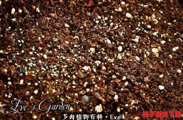 格斗纪元：暗影萌芽，宝贝战士挑战序章副本背后的暗流涌动探秘