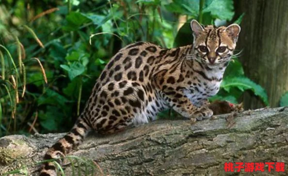 探索完美世界中的梅花猫魅力：品质、个性与玩家口碑深度剖析