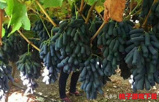 《心动小镇手游》家园美化秘诀：全面解析家园评定提交流程与高分攻略