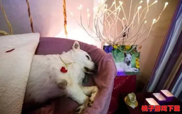 理解宠物保姆满天星的服务理念与市场需求，助力爱宠家庭更好地照顾小动物