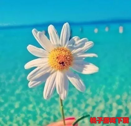 爱菊助力，今日圆梦时：让您的退休生活绽放多彩光芒，安心享受人生新篇章！