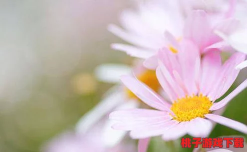 爱菊助力，今日圆梦时：让您的退休生活绽放多彩光芒，安心享受人生新篇章！