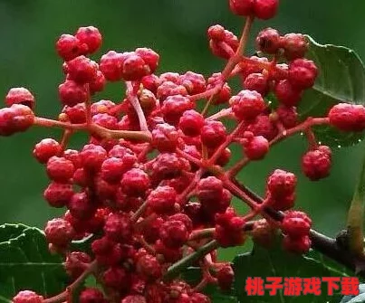 探寻竹马胭脂铺编辑部隐秘据点：穿越古韵，揭秘其独特魅力之所在