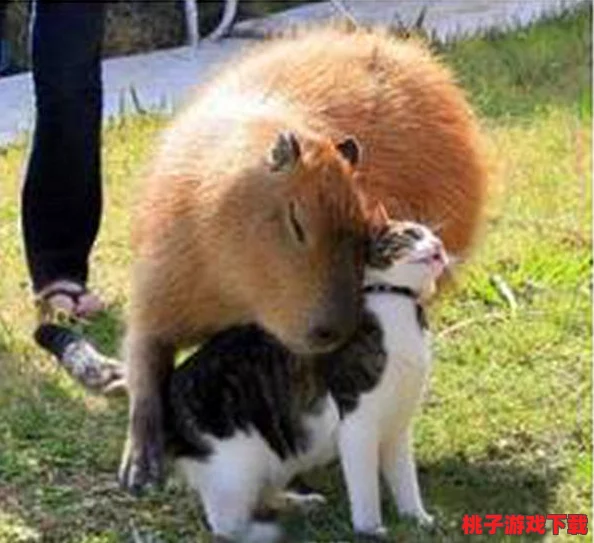 进阶攻略：猫和老鼠游戏中汤姆角色中期策略，掌握节奏掌控全场的技巧