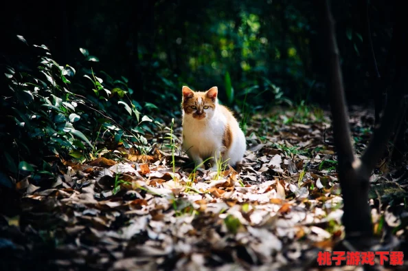 精研猫鼠竞技：顶尖策略分享，打造无敌猫咪阵容——详解'猫和老鼠手游'中猫阵营知识卡高效搭配技巧