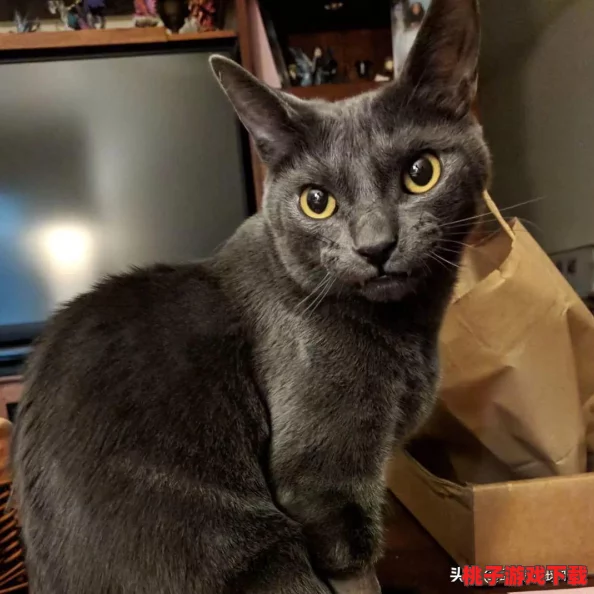 猫咪与汤：全解锁食谱大全，温馨烹饪之旅，打造你的梦幻美食屋！