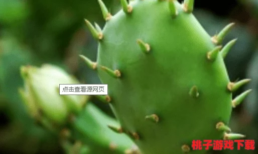 仙人掌嘿呦嘿呦网站推广：最新进展与策略分享，助力品牌提升知名度和用户互动体验