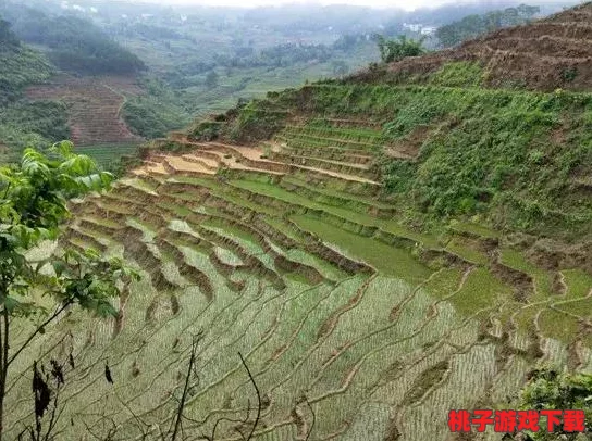 光腿拨萝卜：揭秘传统农耕文化与现代生态农业的结合与发展态势