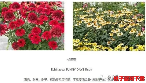 花语卷攻略：全面解析花语的含义与应用，助你在生活中更好地理解和运用花卉传达的情感