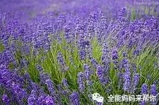 薰衣草研究所实验室入口处：新技术应用与科研成果展示引发广泛关注与讨论