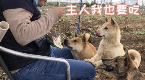 狗狗猛涨精肉狗大壮增肥增食欲，旨在介绍一种专为犬类设计的高营养价值食品，帮助宠物健康增重并提升食欲