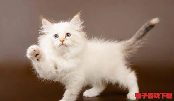 柚子猫糖心：了解这种独特猫咪品种的特征、性格及养护技巧，带你进入甜美的养猫生活