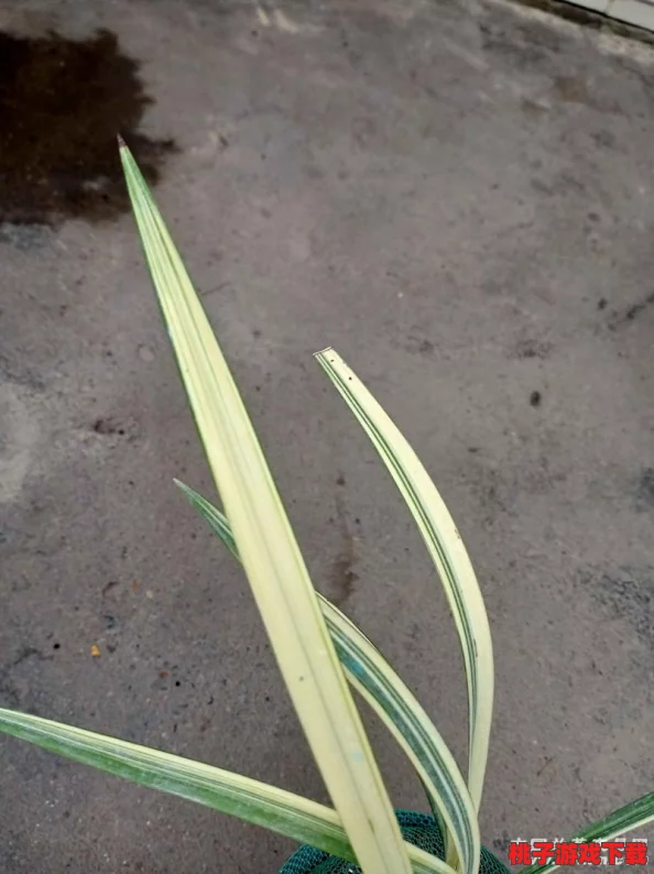 河北彩花 在线影视888：探索河北地区多样化的影视资源与文化艺术融合现象