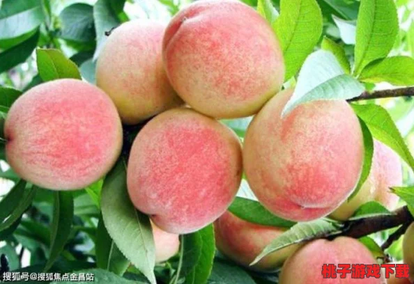 www.水蜜桃：新鲜上市，带你领略夏季水果的甜美与健康魅力