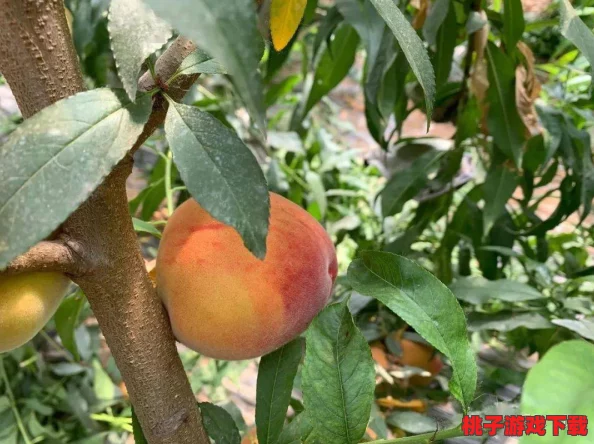 91密桃：一场关于美味与健康的水果盛宴，带你领略密桃的独特魅力与营养价值