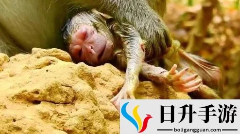 生猴子软件免费下载安装，背后隐藏了不为人知的惊人秘密，让用户纷纷打开新世界大门！