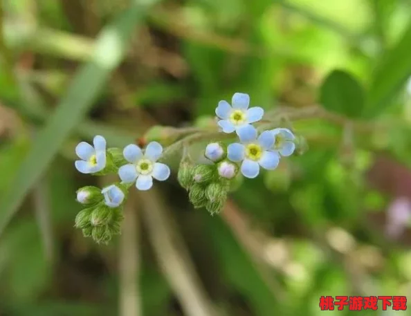 野花www：探讨自然生态系统中野生花卉的多样性及其对环境保护的重要性与影响