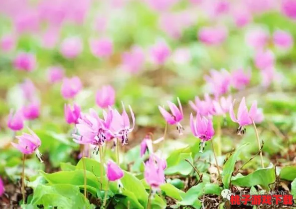 野花www：探讨自然生态系统中野生花卉的多样性及其对环境保护的重要性与影响