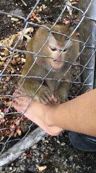 男女生猴子不盖被子，竟然引发宿舍内一场不可思议的事件！