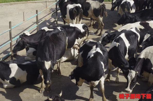 掌握高效奶牛饲养术：一小时内的科学喂养策略，避开芒果叶误区以提升产奶量与质量