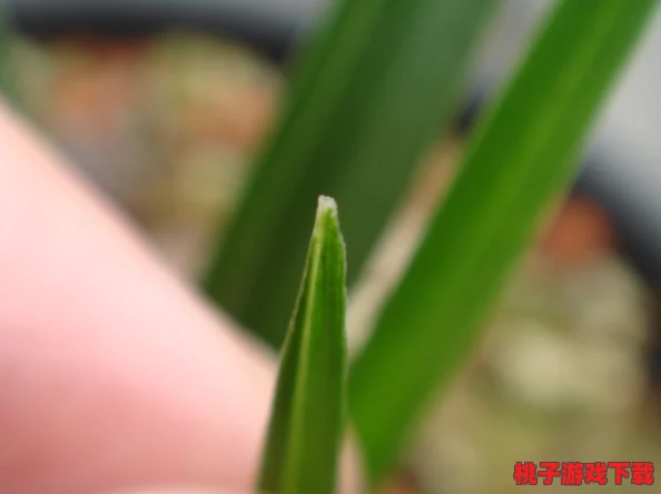 99草精品视频