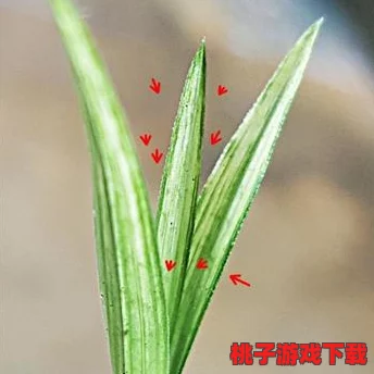 99草精品视频
