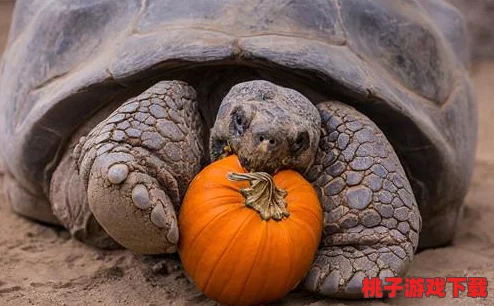 探索疯狂动物园：水手帽全图鉴大赏，解锁时尚与趣味的动物界潮流配饰