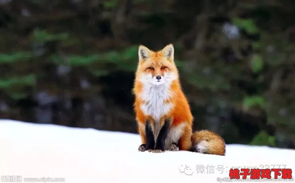 亢金龙都无法接近：解析这一神秘生物的独特习性与生态环境，揭示其在自然界中的重要地位和保护现状