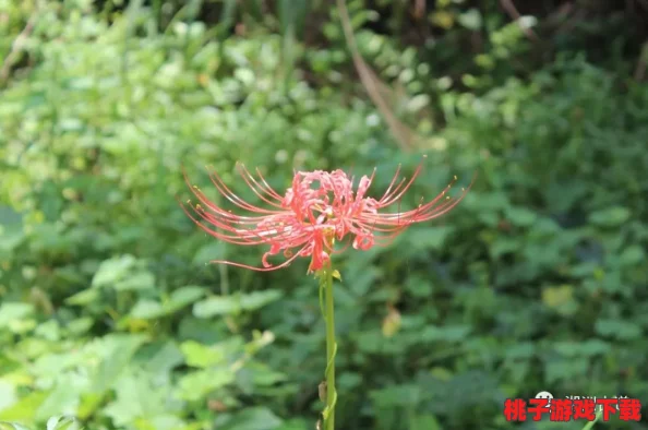 桃源秘境：沉浸式庄园生活体验，种植奇花异草，构筑梦幻家园新玩法