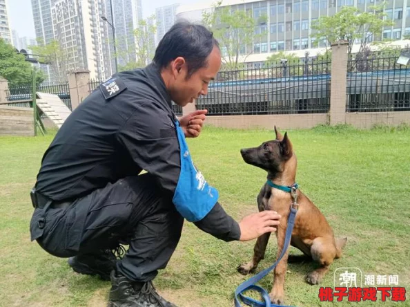 吕总训练张警犬：通过专业的训导技巧，提升警犬的工作能力与反应速度，以更好地服务于社会安全