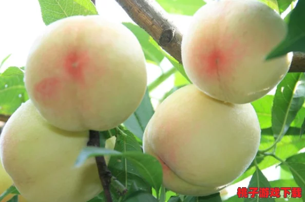 水蜜桃12：一种新型优质水果品种的选育与栽培技术研究及其市场前景分析