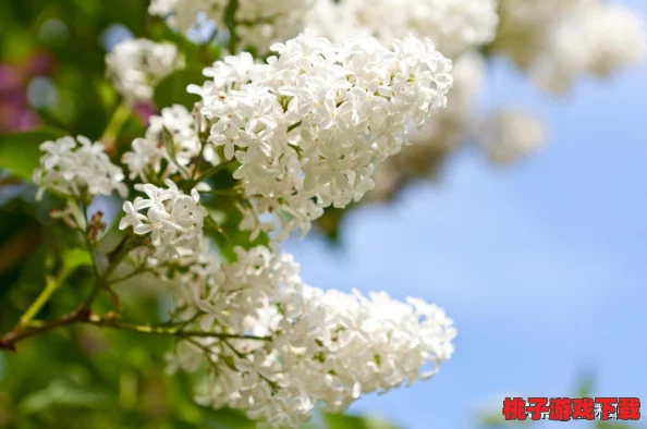 丁香九月：探讨秋季花卉的养殖技巧与丁香花的文化象征意义