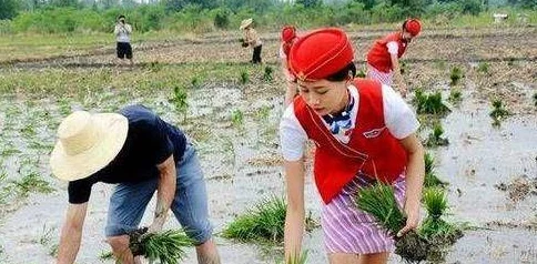 插秧七十二招式图片：农田革命的秘密武器，让你收获翻倍，农民们纷纷点赞！