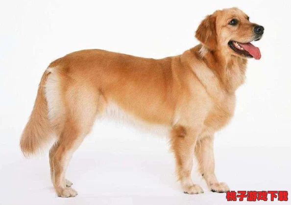 和金毛发生产关系：分析金毛犬饲养对家庭经济、情感支持与社交活动的影响