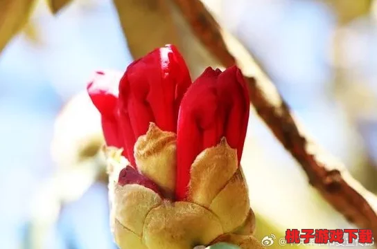 用力挺进她的花苞，激发超乎想象的反应，令人惊叹的体验等你来发现！