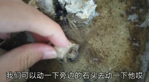 一个释放蝌蚪的网站：曝光明星们私藏珍稀蝌蚪，背后竟隐藏这些秘密！