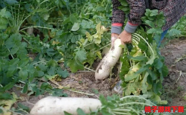 在野外用小雨伞拔萝卜好吗？探讨这种 unconventional 方法的可行性及其对农作物生长的影响