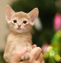 埃及猫舞蹈黄：古埃及文化中的猫崇拜与舞蹈艺术的结合研究