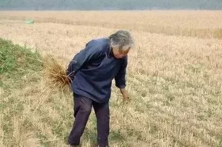情侣插秧竟遭意外大雨袭击，农田瞬间变成汪洋，令人惊愕的场景让人心疼！