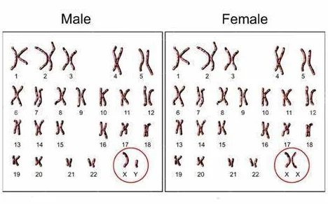 亚洲人与欧洲人染色体的区别：深入分析两大洲人群在基因组结构、遗传变异及其对生理特征影响方面的差异